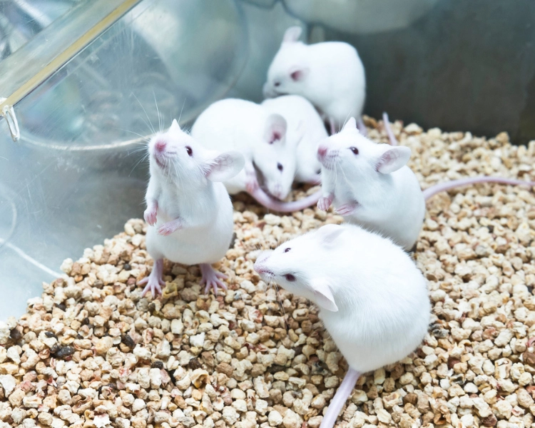 Lab animal transport handled by trained professionals using secure, compliant containment during a laboratory relocation.